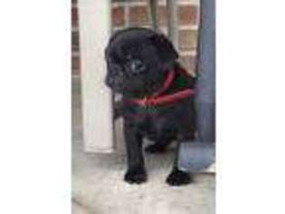 Pug Puppy for sale in Womelsdorf, PA, USA