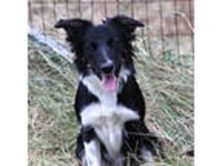 Border Collie Puppy for sale in Stacy, MN, USA