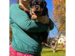 Rottweiler Puppy for sale in Tower City, PA, USA