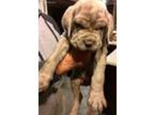 Neapolitan Mastiff Puppy for sale in Jeffersonville, GA, USA