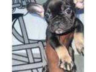 French Bulldog Puppy for sale in Hanover, MD, USA