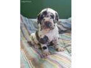 Mastiff Puppy for sale in Litchfield, MN, USA