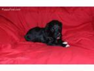 Portuguese Water Dog Puppy for sale in Yale, OK, USA