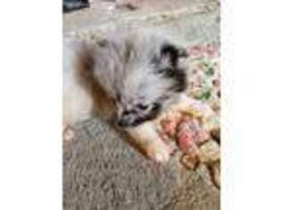 Pomeranian Puppy for sale in Grandview, TN, USA