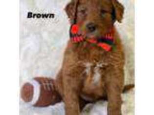 Mutt Puppy for sale in Williamson, NY, USA