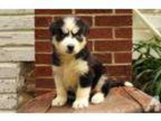 Siberian Husky Puppy for sale in CANTON, OH, USA