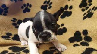 French Bulldog Puppy for sale in Sidney, IA, USA