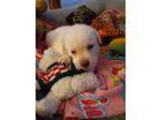 Labrador Retriever Puppy for sale in Barre, MA, USA