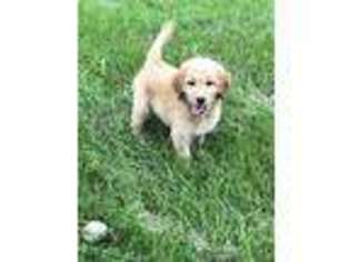 Goldendoodle Puppy for sale in Springfield, OH, USA