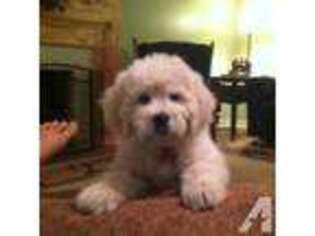 Goldendoodle Puppy for sale in PAINESVILLE, OH, USA
