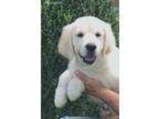 Mutt Puppy for sale in North Judson, IN, USA