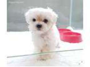 Maltese Puppy for sale in Irvine, CA, USA