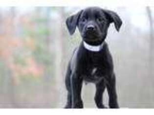 Labrador Retriever Puppy for sale in Saddle River, NJ, USA