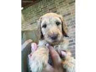 Mutt Puppy for sale in Paradise, TX, USA