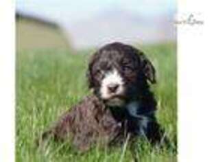 Springerdoodle Puppy for sale in Harrisburg, PA, USA