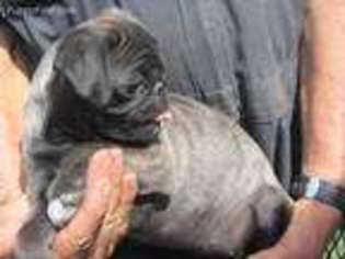 Pug Puppy for sale in Salvisa, KY, USA