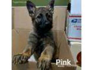 German Shepherd Dog Puppy for sale in Marion, OH, USA