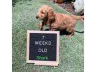 Goldendoodle Puppy for sale in West Hills, CA, USA
