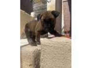 Belgian Malinois Puppy for sale in Anaheim, CA, USA