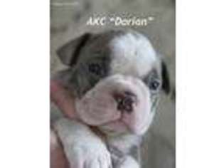 Boston Terrier Puppy for sale in Cedar Falls, IA, USA