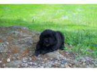 Newfoundland Puppy for sale in Chambersburg, PA, USA