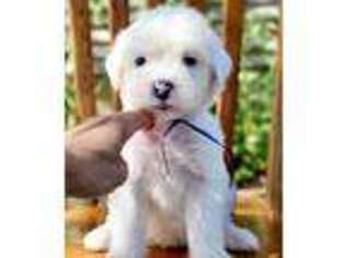 Old English Sheepdog Puppy for sale in Caseville, MI, USA