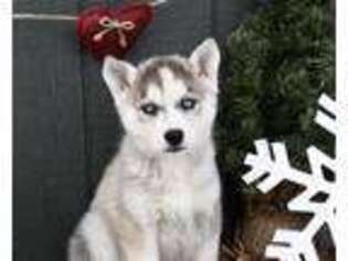 Siberian Husky Puppy for sale in Salem, OH, USA