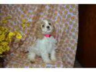 Cocker Spaniel Puppy for sale in Adamsville, TN, USA
