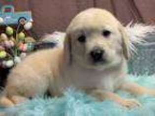 Labradoodle Puppy for sale in Clinton, MO, USA