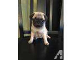Pug Puppy for sale in WESTFIELD, IN, USA