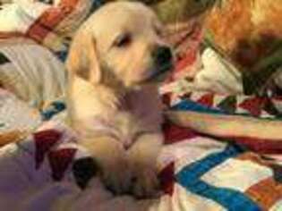 Golden Retriever Puppy for sale in Mendota, IL, USA