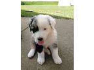 Australian Shepherd Puppy for sale in Homeworth, OH, USA