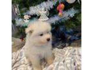 Samoyed Puppy for sale in Inwood, IA, USA