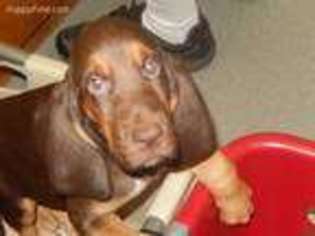 Bloodhound Puppy for sale in Walterboro, SC, USA