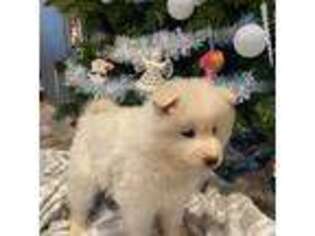 Samoyed Puppy for sale in Inwood, IA, USA