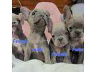 French Bulldog Puppy for sale in Stoystown, PA, USA
