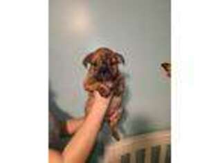 Bulldog Puppy for sale in Ansonia, CT, USA