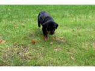 Rottweiler Puppy for sale in Menominee, MI, USA