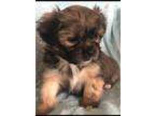 Shorkie Tzu Puppy for sale in Shorewood, IL, USA