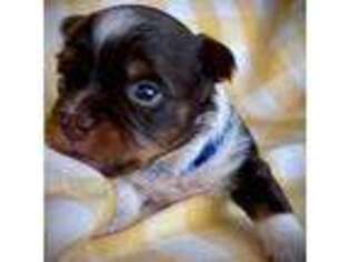 Biewer Terrier Puppy for sale in Gallatin, TN, USA