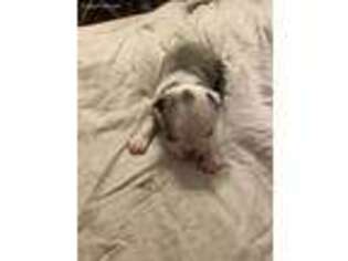 Boston Terrier Puppy for sale in Jackson, GA, USA