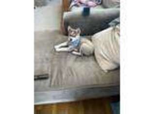 Alaskan Klee Kai Puppy for sale in Naugatuck, CT, USA