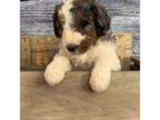 Mutt Puppy for sale in Polson, MT, USA