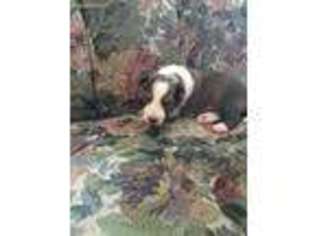 Shetland Sheepdog Puppy for sale in Coleman, MI, USA