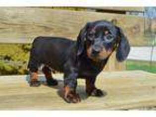 Dachshund Puppy for sale in Kansas City, MO, USA