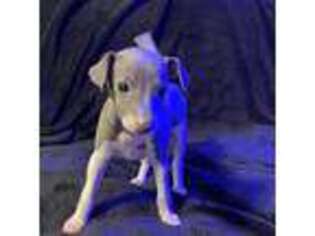 Italian Greyhound Puppy for sale in Waco, TX, USA