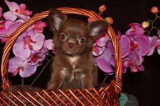 Chihuahua Puppy for sale in Reseda, CA, USA