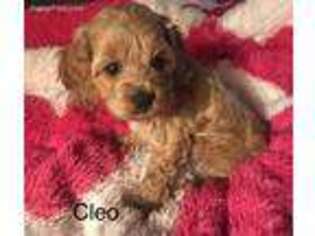 Cock-A-Poo Puppy for sale in Birnamwood, WI, USA