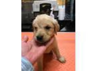 Golden Retriever Puppy for sale in Mitchell, IN, USA