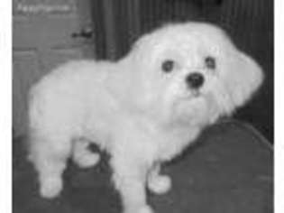 Maltese Puppy for sale in MONTROSE, PA, USA